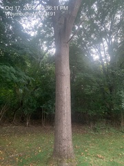 Quercus