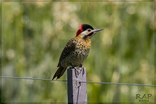 Green-barred Woodpecker