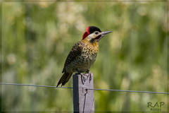 Green-Barred Woodpecker photo 2