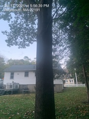 Quercus