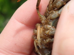 Faxonius illinoiensis