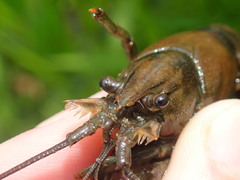 Faxonius illinoiensis