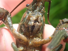 Faxonius illinoiensis