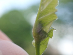 Macrodiplosis niveipila