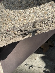 Sceloporus occidentalis