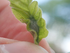 Macrodiplosis niveipila