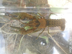 Faxonius illinoiensis