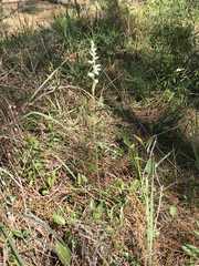 Spiranthes praecox