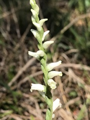 Spiranthes praecox