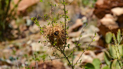 Auriparus flaviceps