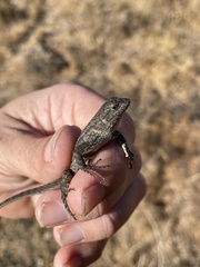 Sceloporus occidentalis