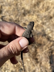 Sceloporus occidentalis