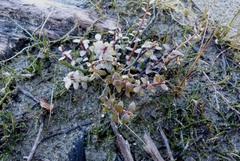 Gratiola sexdentata