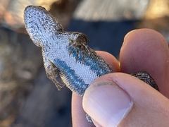 Sceloporus occidentalis