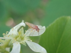 Hoplocampa