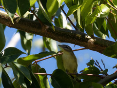Vireo philadelphicus