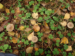 Clitocybe vibecina