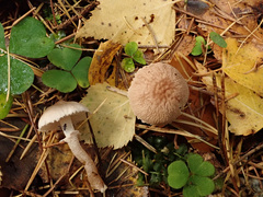 Cystoderma carcharias