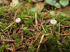 Mycena mirata