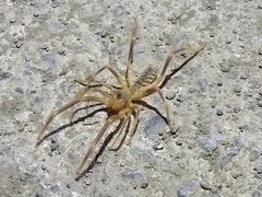 Galeodidae