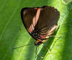 Adelpha lycorias