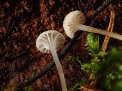 Mycena mirata