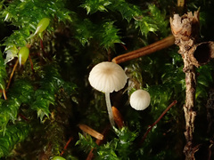 Mycena mirata