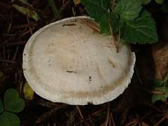 Clitocybe phyllophila