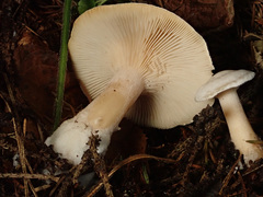 Clitocybe phyllophila