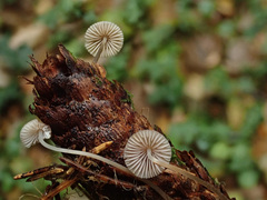 Mycena metata