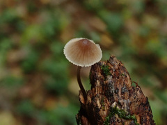 Mycena metata