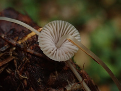 Mycena metata