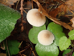 Mycena metata