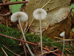Mycena metata