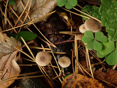 Strobilurus esculentus