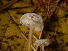 Strobilurus esculentus