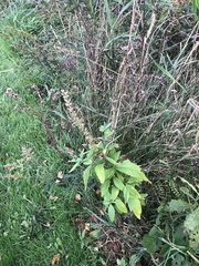 Teucrium canadense