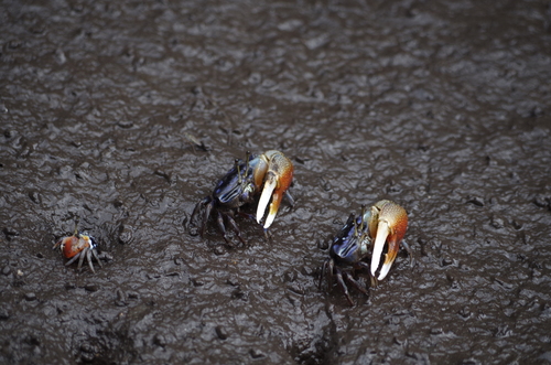 Tubuca urvillei image