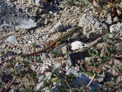 Aspidoscelis maximus