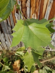 Platanus