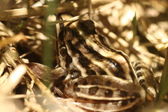 Leptodactylus gracilis