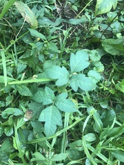 Toxicodendron radicans