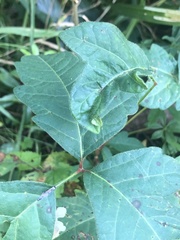 Toxicodendron radicans