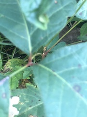 Toxicodendron radicans