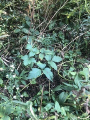 Toxicodendron radicans