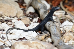 Venezuelan Island Whiptail photo 4