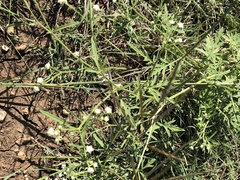 Parthenium confertum