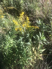 Solidago