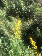 Solidago
