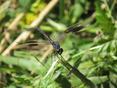 Erythrodiplax berenice